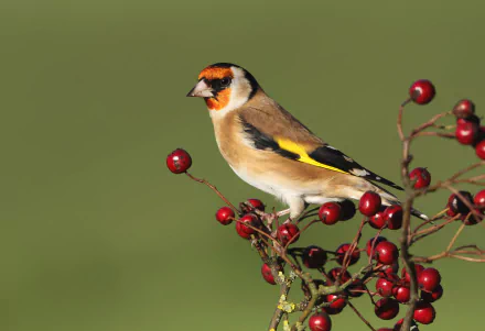 HD PC desktop wallpaper: European goldfinch bird perched on a berry-laden branch against a soft green background.