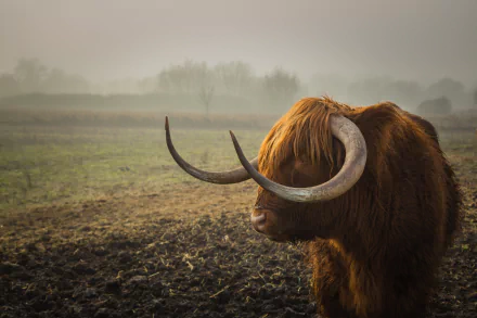 fog Animal highland cattle HD Desktop Wallpaper | Background Image