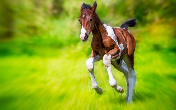 Animal Horse Baby Animal Foal Blur HD Wallpaper | Background Image