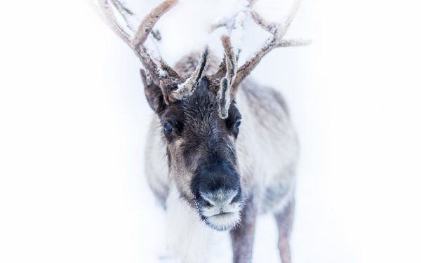 Animal Moose White HD Wallpaper | Background Image