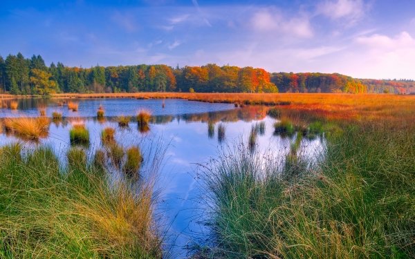 Nature Lake Lakes Pond Reed Landscape Fall Grass Forest Water Countryside HD Wallpaper | Background Image