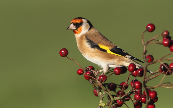 Animal Goldfinch Birds Passerines Bird Berry HD Wallpaper | Background Image
