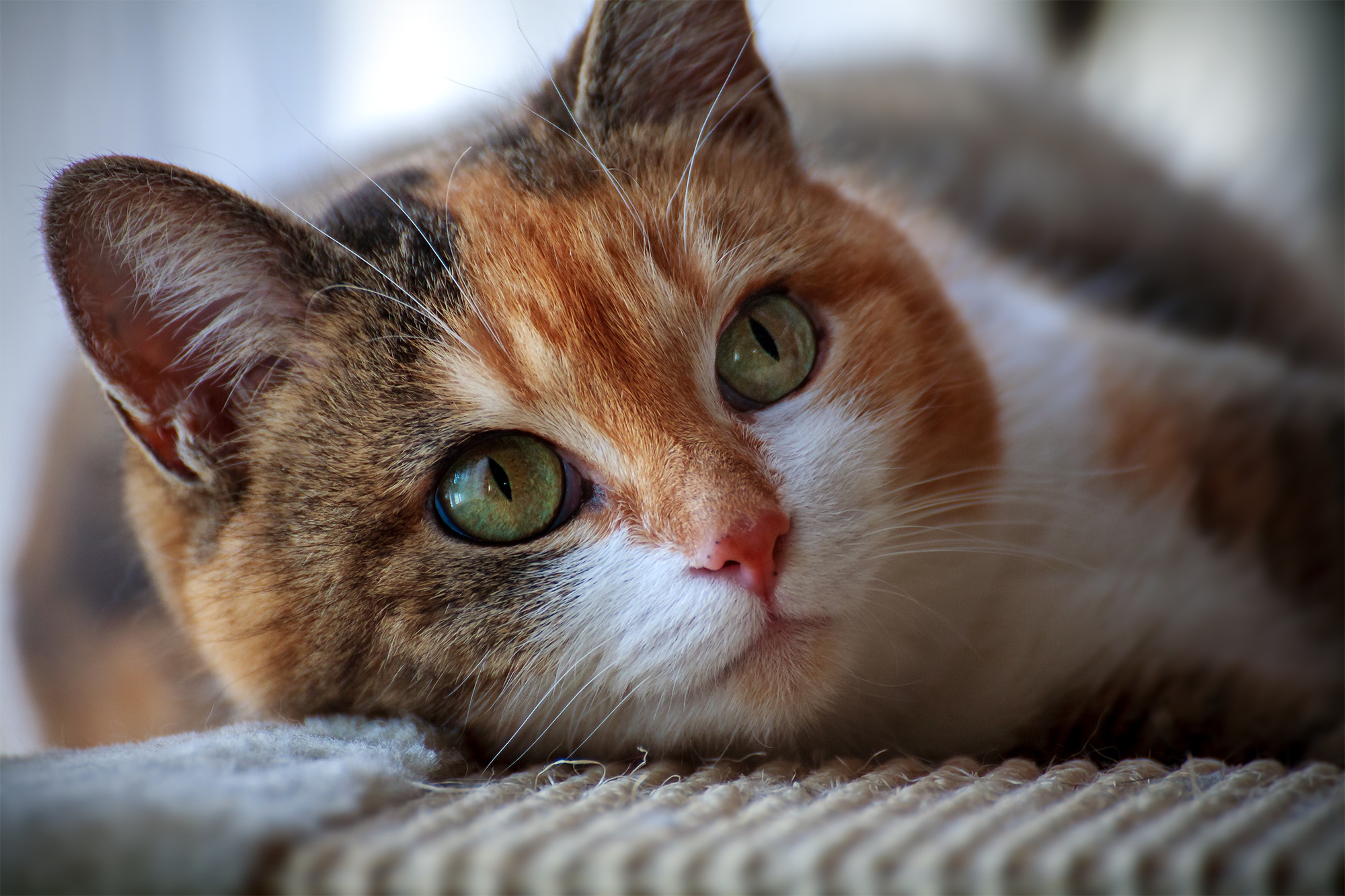 Animal Cat HD Wallpaper