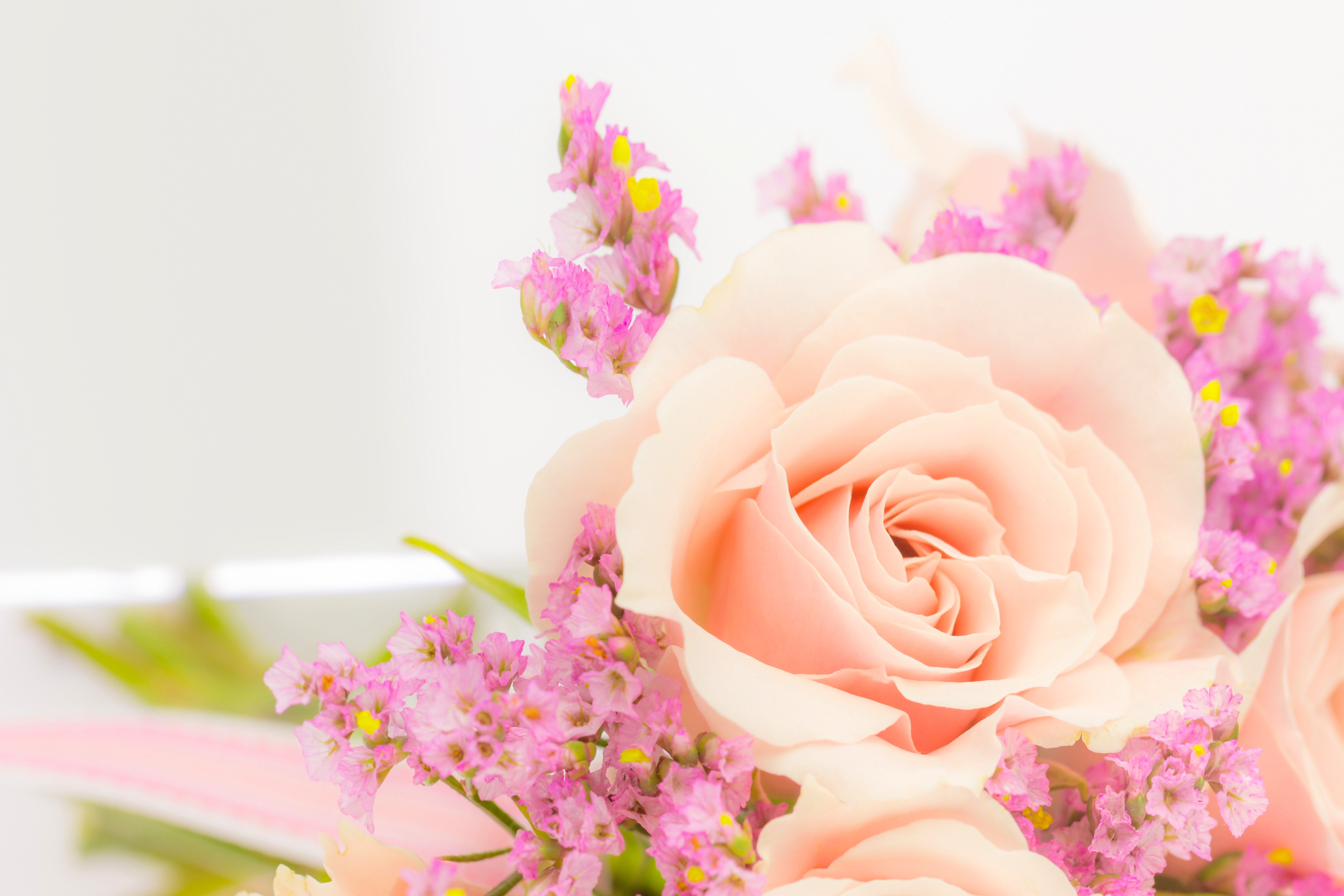 Soft Pink Rose 4k Ultra HD Wallpaper | Background Image | 6000x4000