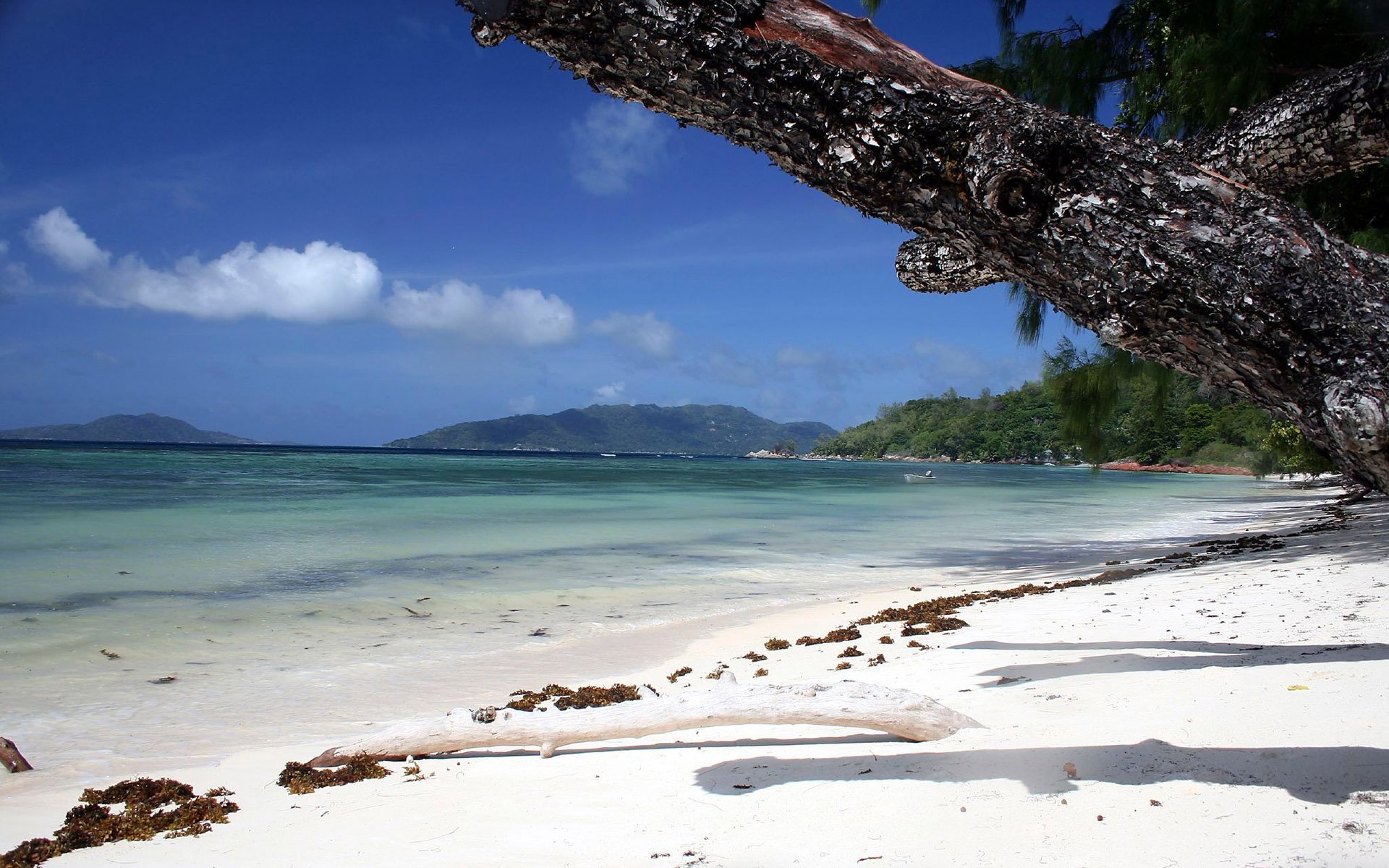 A serene beach scene featuring a sandy shore, gentle waves, and lush greenery under a clear blue sky. A striking tree branch arches over the water, creating a peaceful nature backdrop.