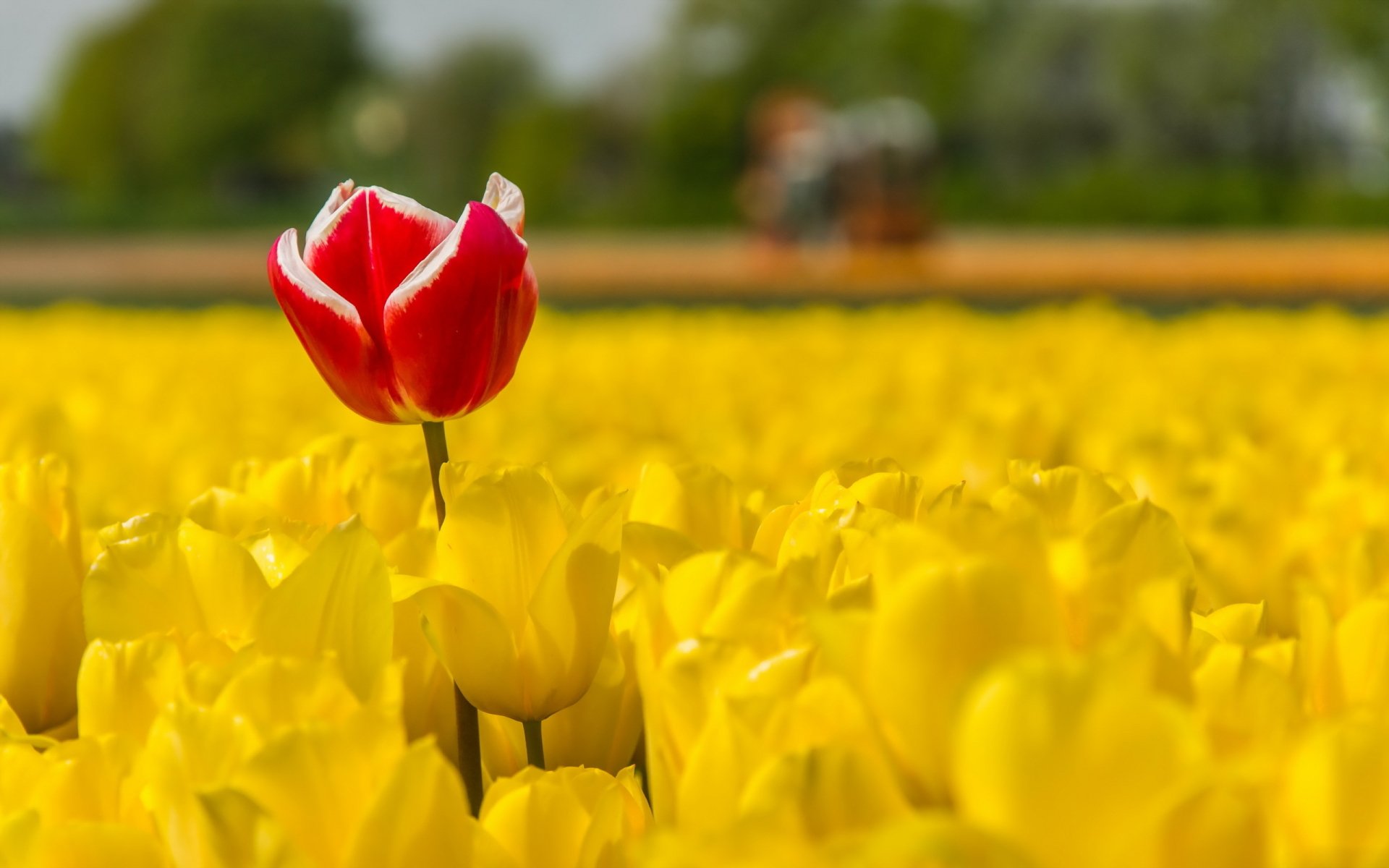 Download Red Flower Depth Of Field Nature Yellow Flower Flower Tulip HD ...