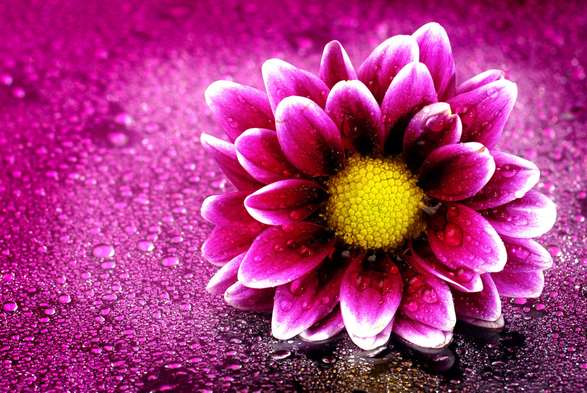 Download Water Drop Purple Flower Purple Artistic Flower 4k Ultra Hd Wallpaper 