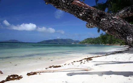 A serene beach scene featuring a sandy shore, gentle waves, and lush greenery under a clear blue sky. A striking tree branch arches over the water, creating a peaceful nature backdrop.