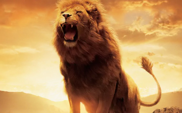 HD desktop wallpaper featuring a roaring lion from the movie The Chronicles of Narnia: The Lion, the Witch and the Wardrobe against a golden sunset sky.