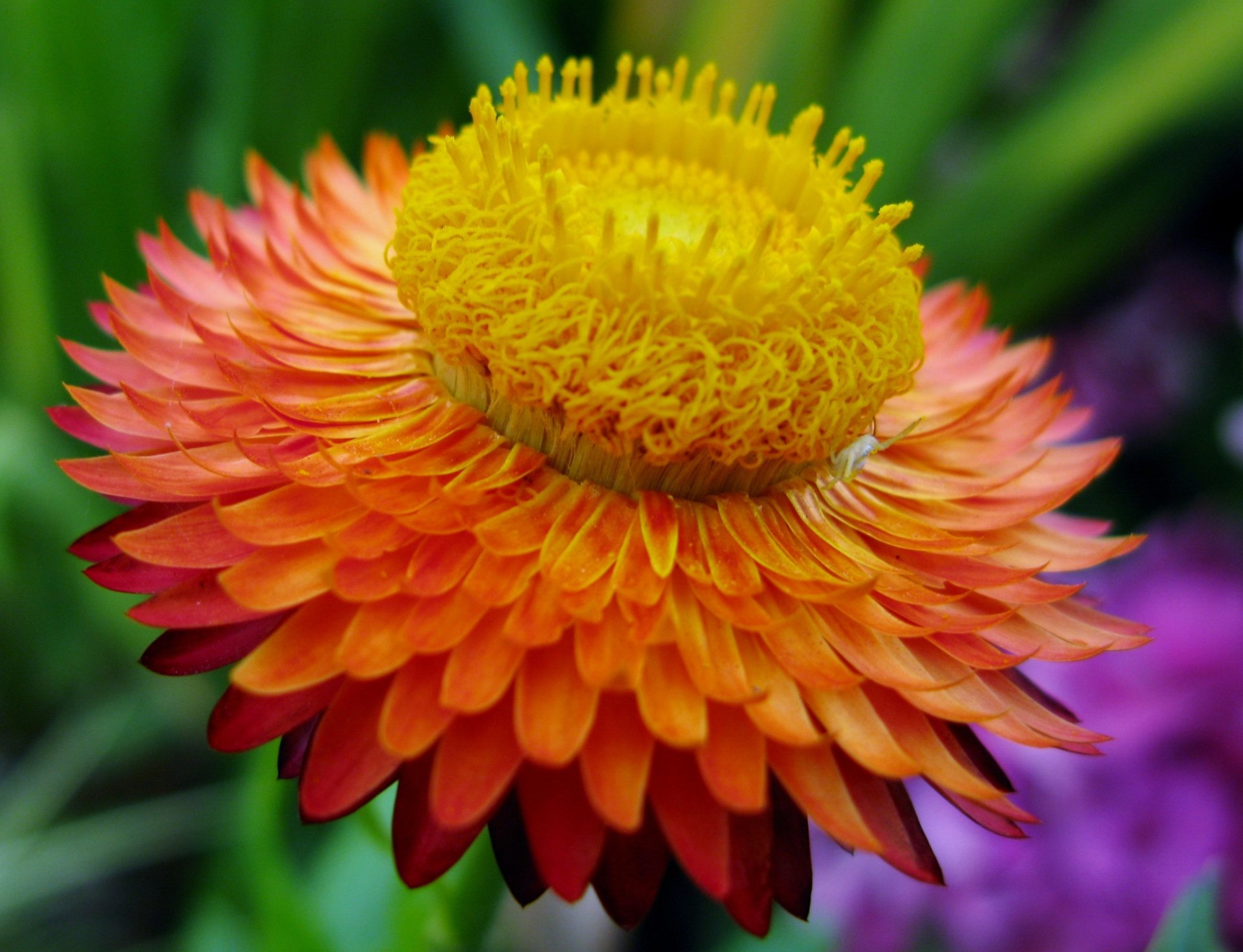 Download Orange Flower Nature Flower HD Wallpaper