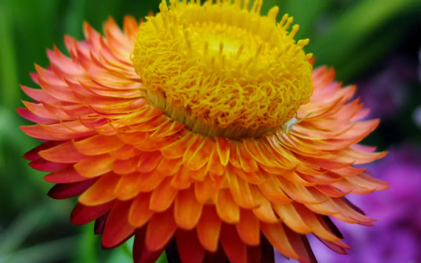  Orange Flower