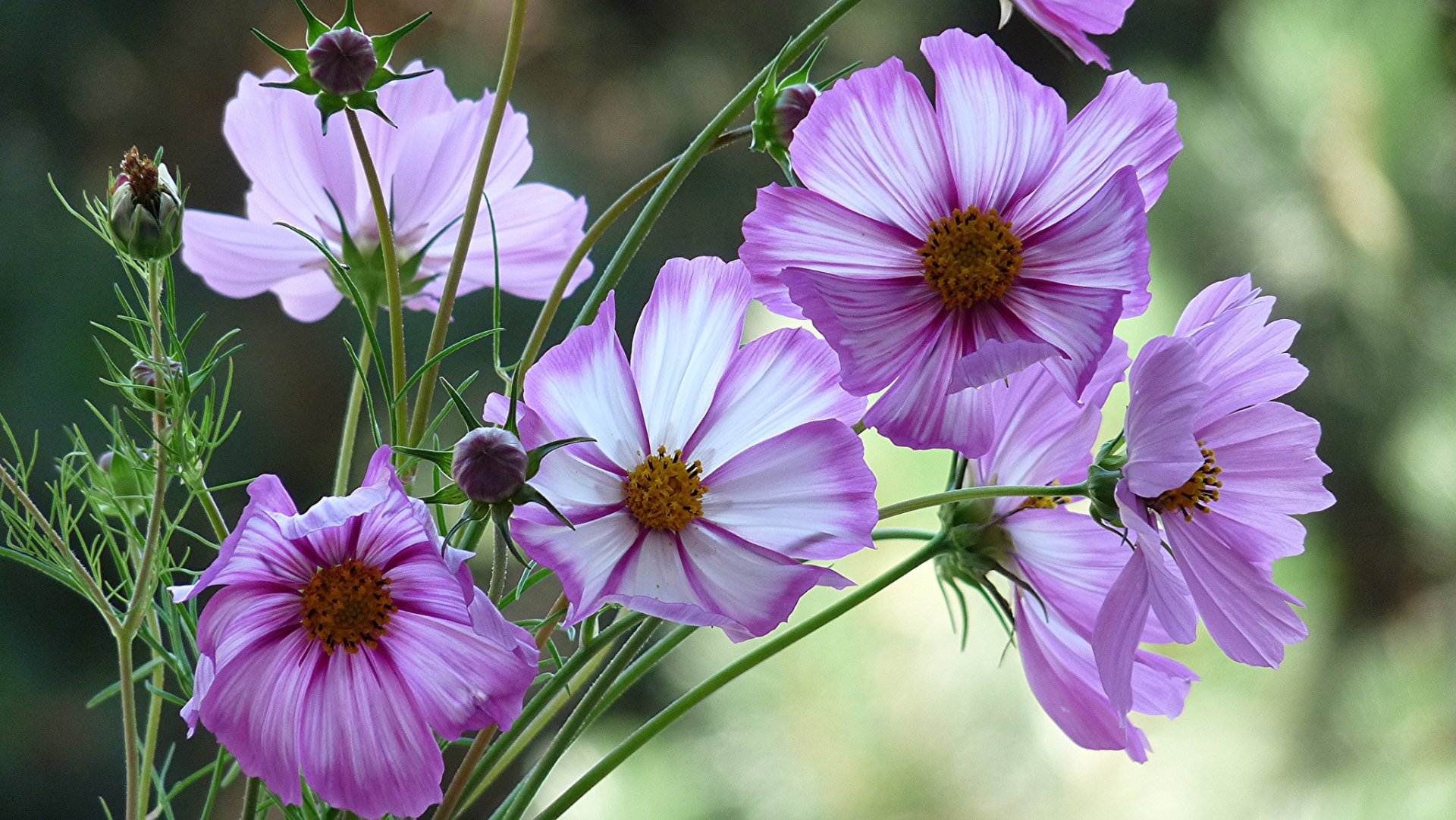Purple Cosmos HD Wallpaper Hintergrund 2048x1154 ID796988