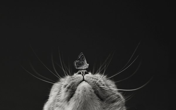 Animal Cat Cats Butterfly Black & White HD Wallpaper | Background Image