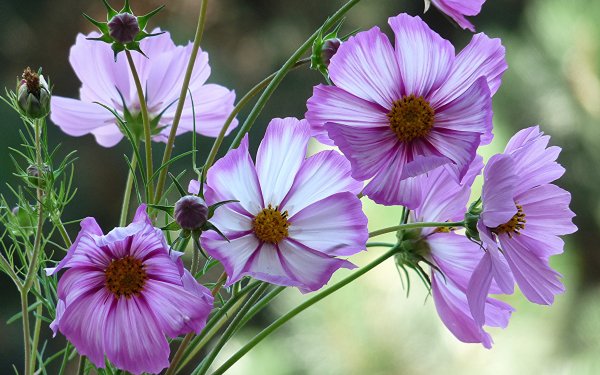 Earth Cosmos Flowers Flower Purple Flower HD Wallpaper | Background Image