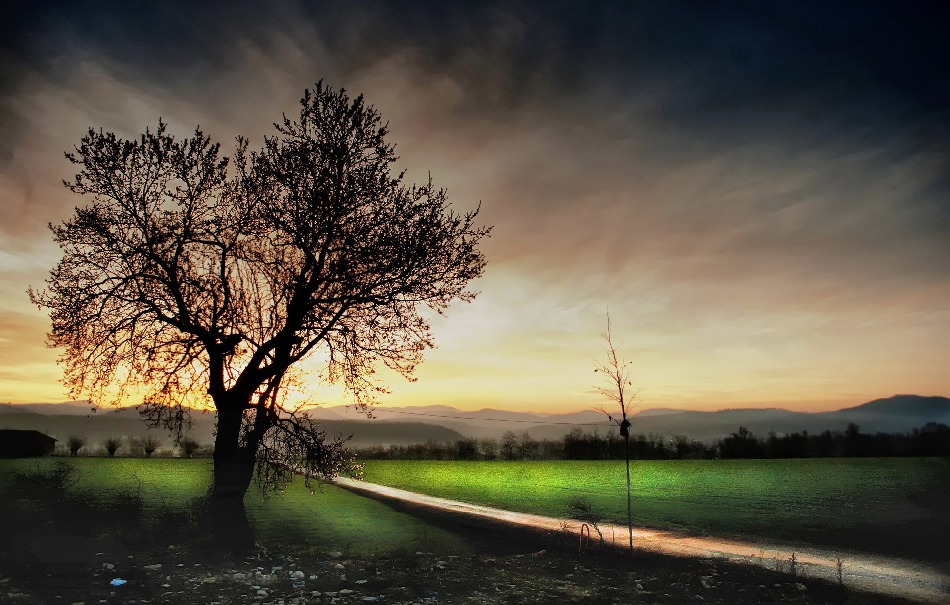 Download Tree Dirt Road Nature Field HD Wallpaper