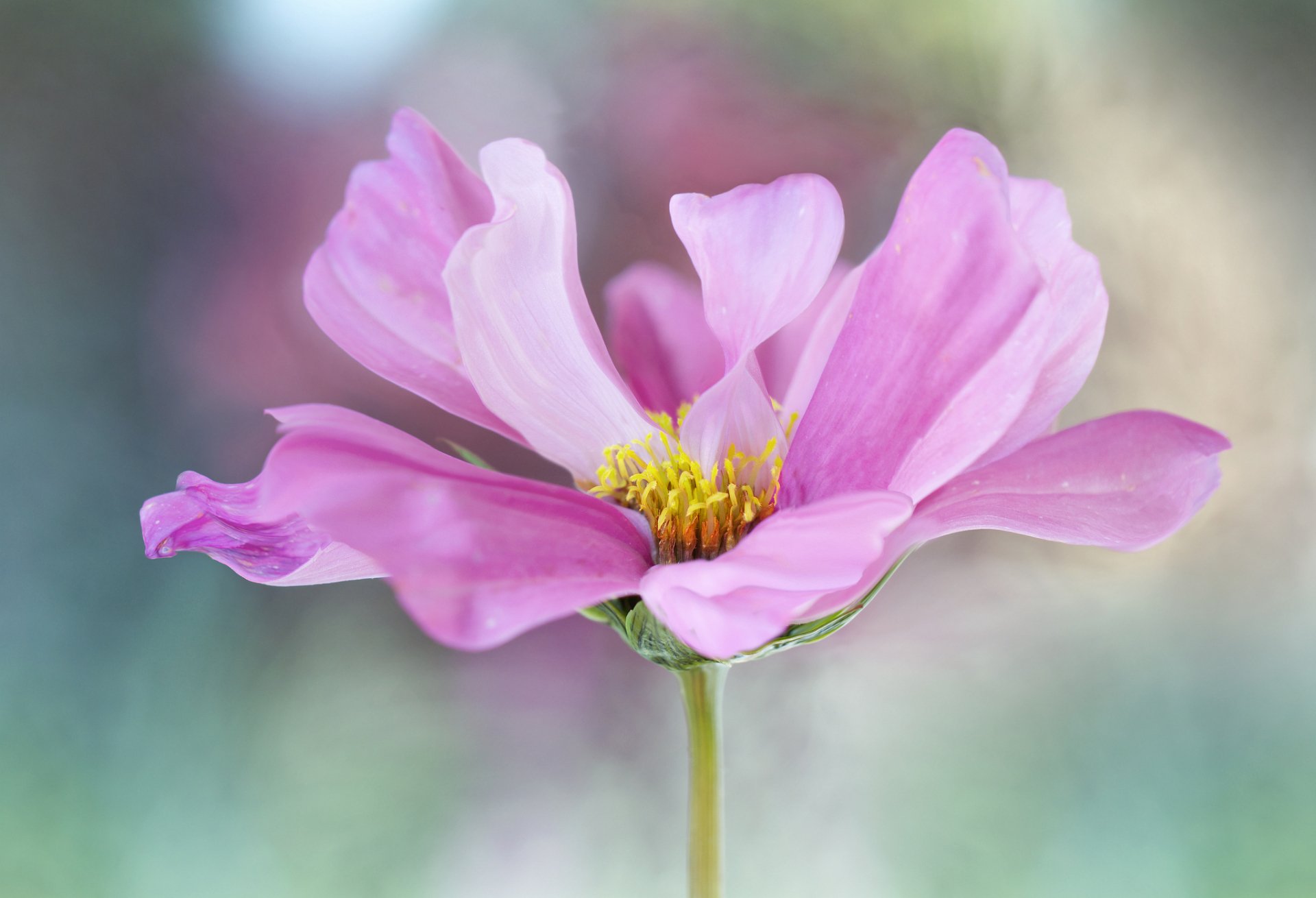 Download Purple Flower Flower Nature Cosmos HD Wallpaper