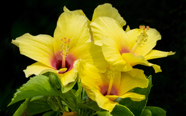  Yellow Hibiscus