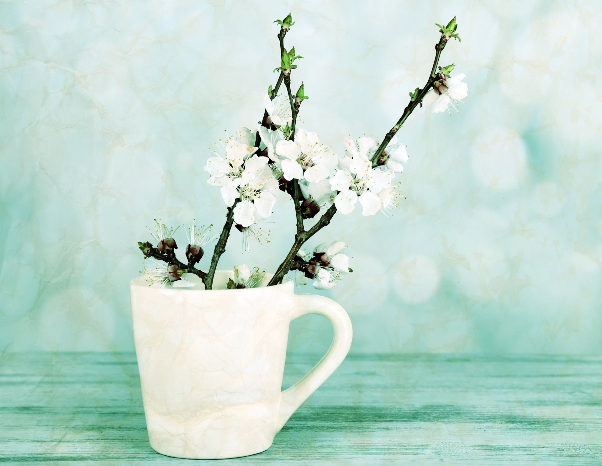 Download White Flower Blossom Flower Cup Photography Still Life 4k