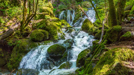 foam moss nature stream HD Desktop Wallpaper | Background Image