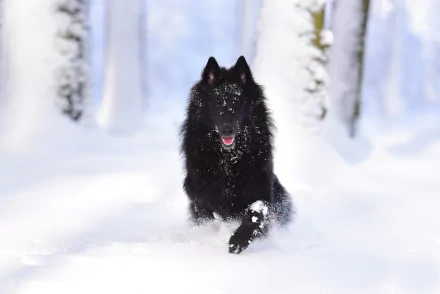 A black Groenendael Belgian Shepherd dog running through deep snow in a serene winter forest, captured in HD for a desktop wallpaper background.