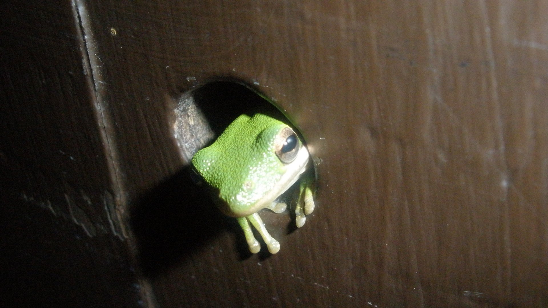Download Animal Frog HD Wallpaper