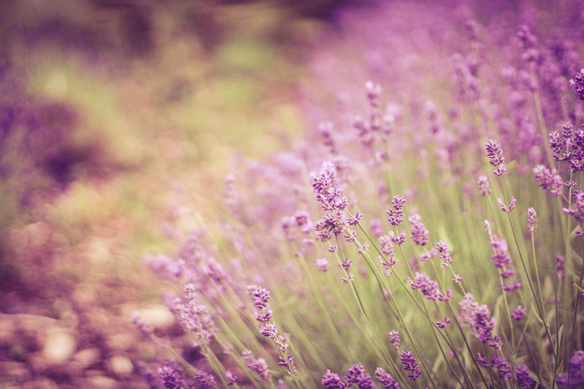 Lavender HD Wallpaper