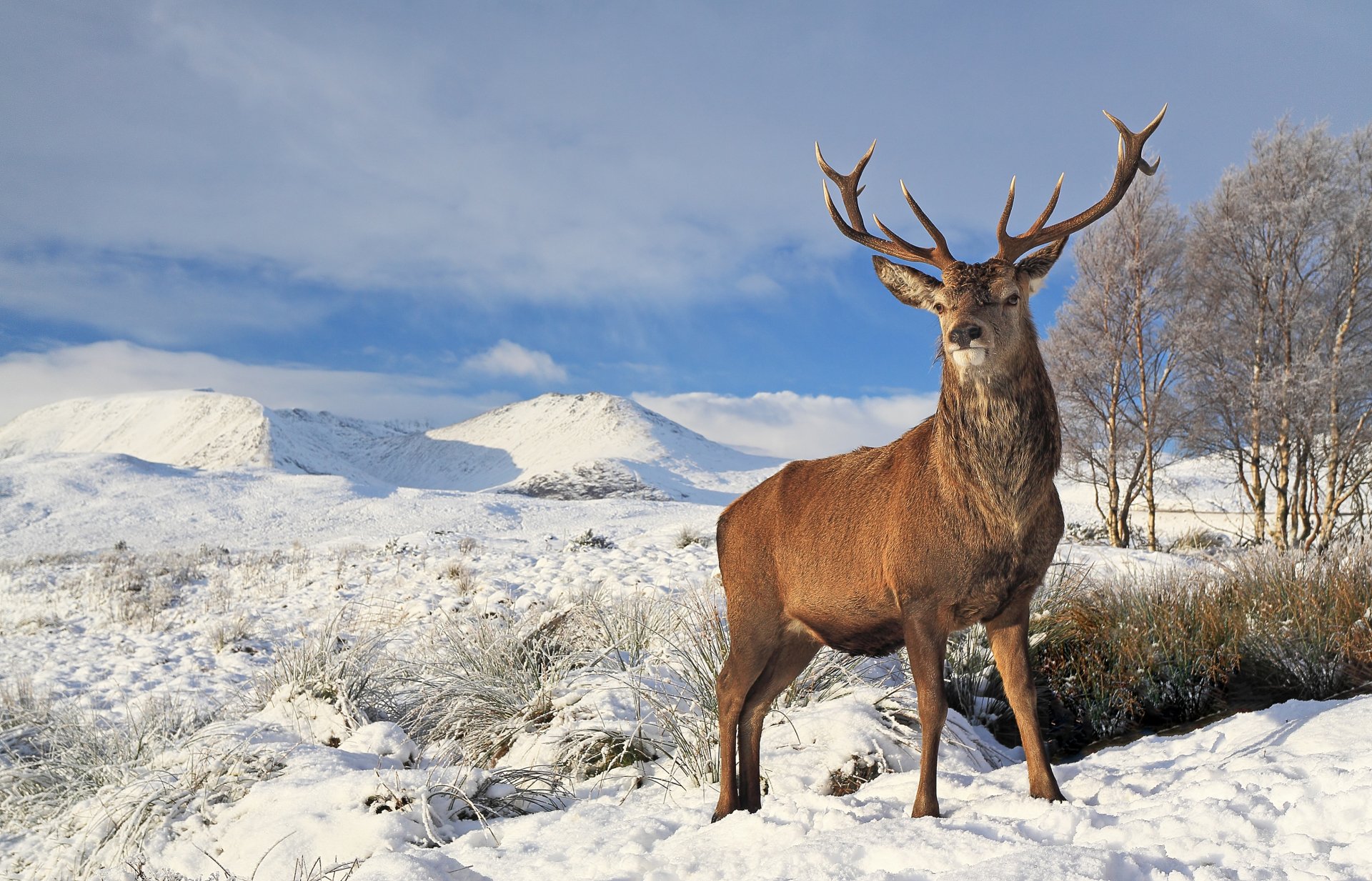 Download Nature Landscape Snow Winter Animal Deer 4k Ultra HD Wallpaper