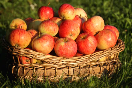 HD desktop wallpaper showing a basket filled with fresh red apples resting on green grass, highlighting vibrant fruit and natural textures.