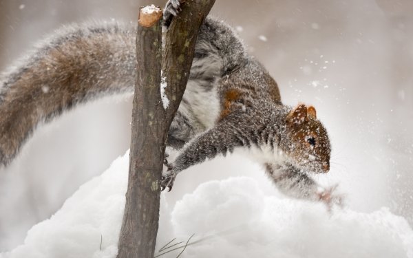 Animal Squirrel Rodent Winter Snow Branch HD Wallpaper | Background Image