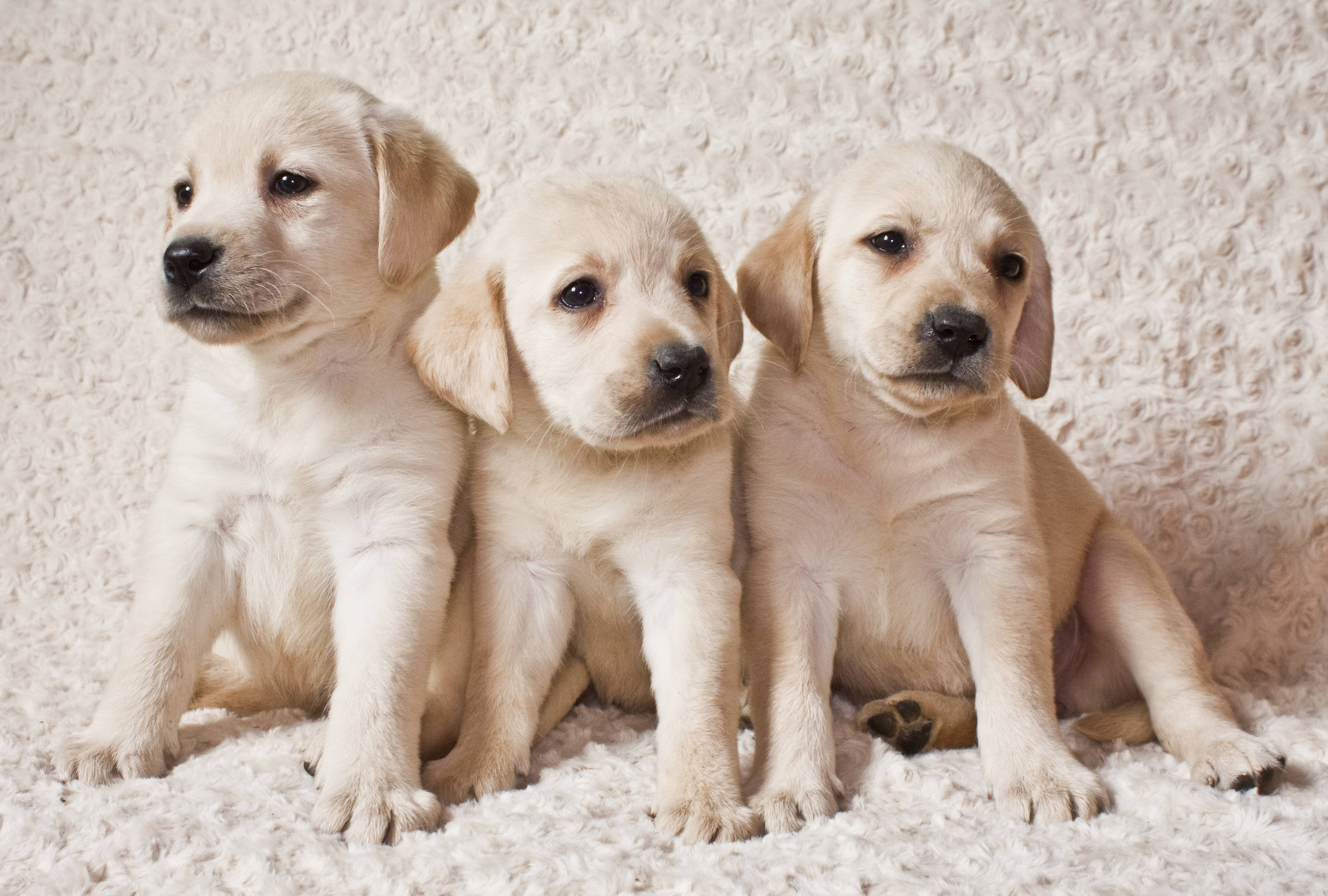 Labrador Retriever Puppies  4k  Ultra HD Wallpaper  