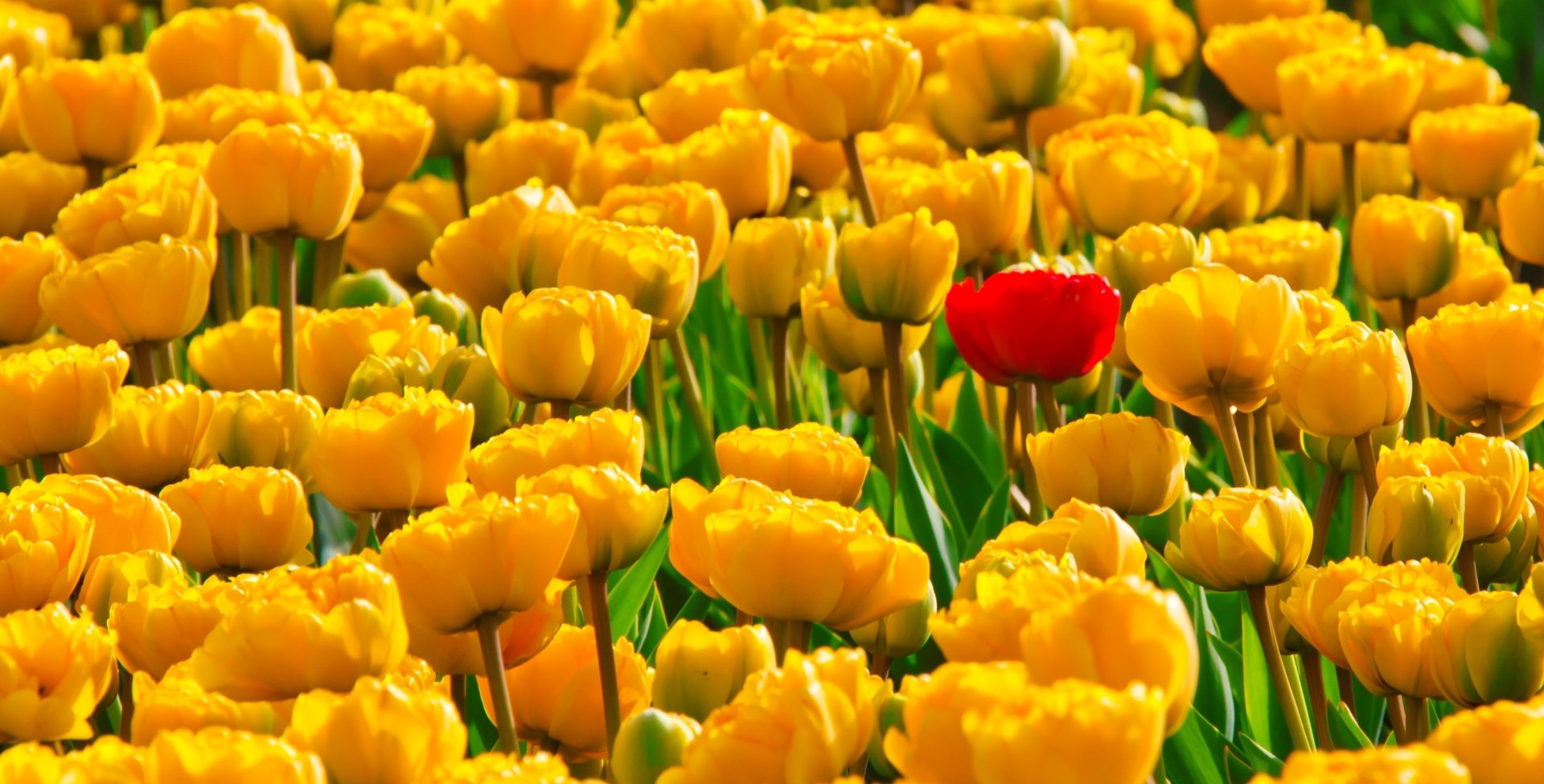 Download Yellow Flower Red Flower Nature Flower Tulip HD Wallpaper ...