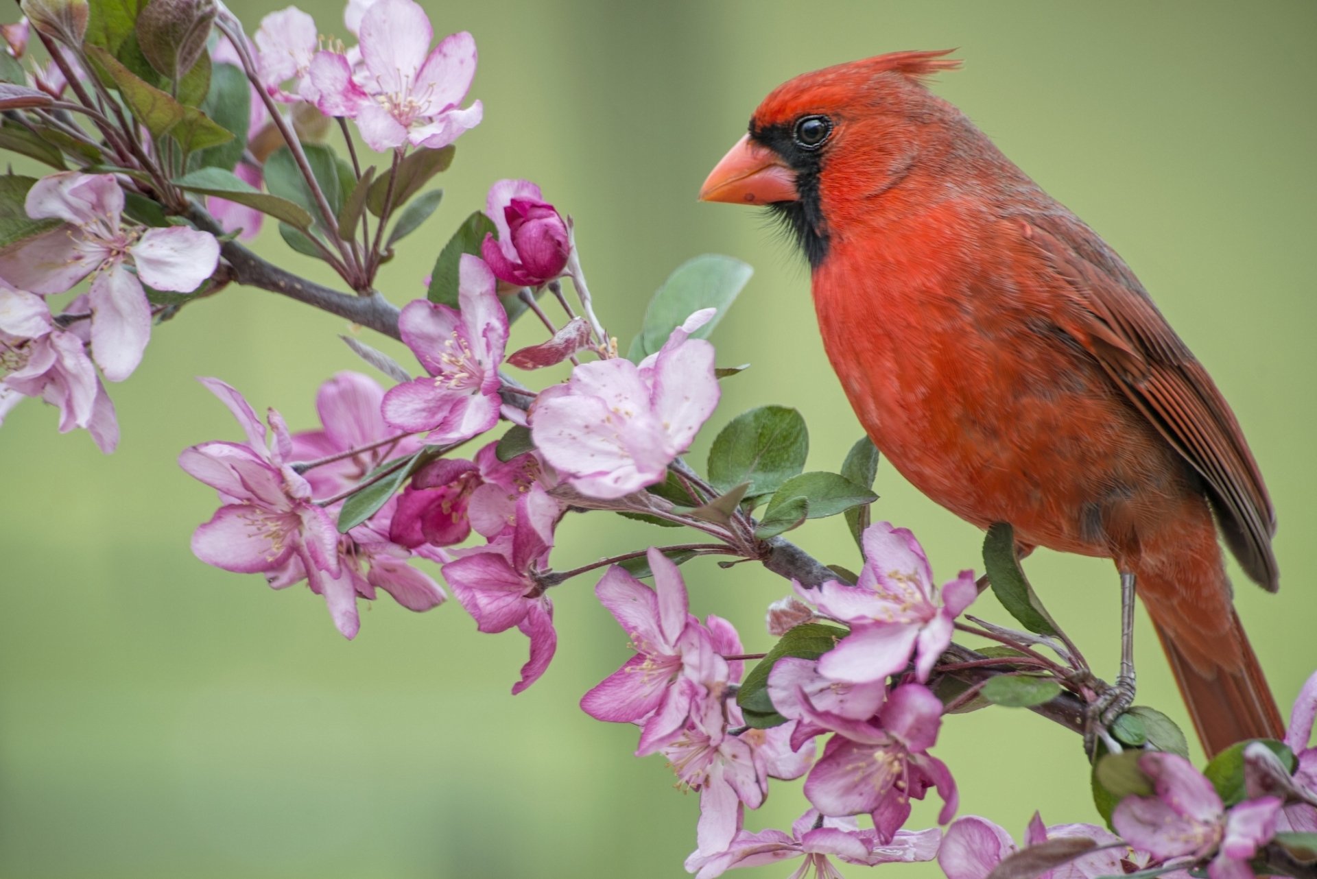 Cardinal on Flower Branch HD Wallpaper | Background Image | 2048x1367