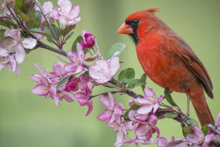 HD desktop wallpaper of a vibrant northern cardinal perched on a flowering branch with delicate pink blossoms against a soft green background.