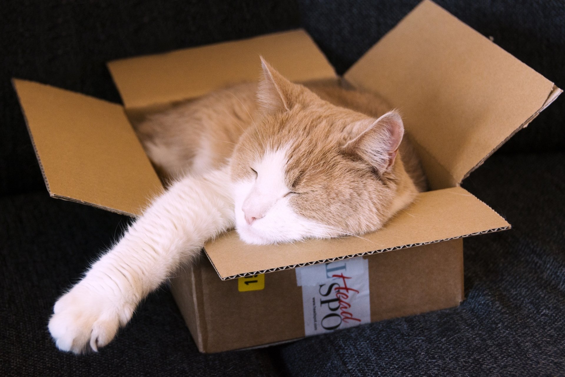 HD PC desktop wallpaper and background: sleeping cat (animal) curled in a cardboard box with one paw stretched out.