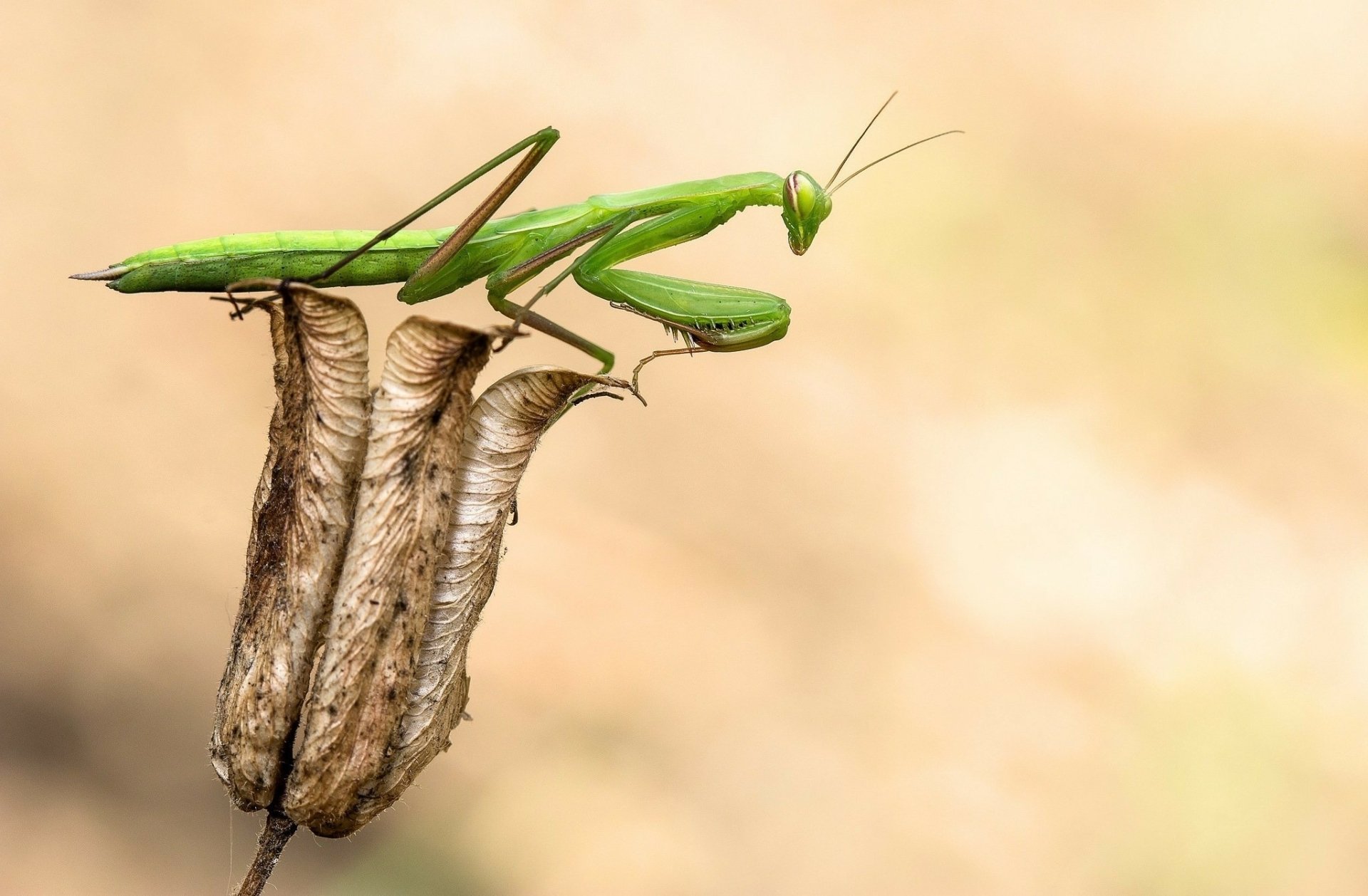 Download Macro Insect Animal Praying Mantis HD Wallpaper
