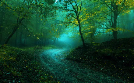A foggy forest surrounds a winding dirt road, with trees displaying lush green foliage. The serene nature scene is captured in high-definition, making it a captivating desktop wallpaper and background.