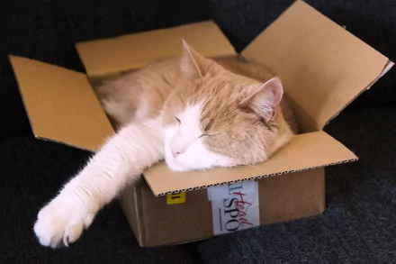 box sleeping Animal cat HD Desktop Wallpaper | Background Image
