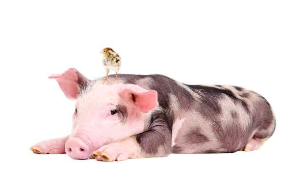 A high-definition desktop wallpaper featuring a spotted piglet resting with a tiny chick perched on its head.