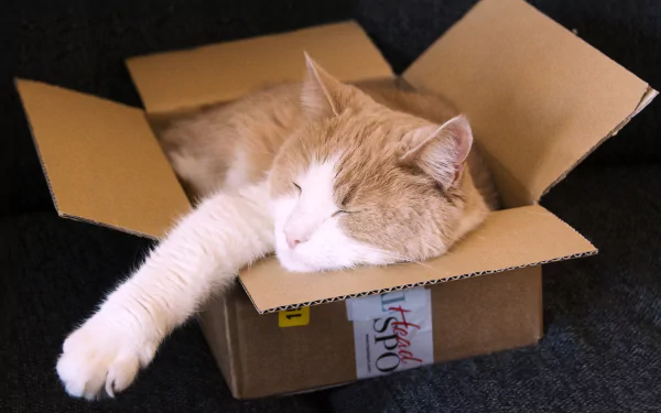 HD PC desktop wallpaper and background: sleeping cat (animal) curled in a cardboard box with one paw stretched out.