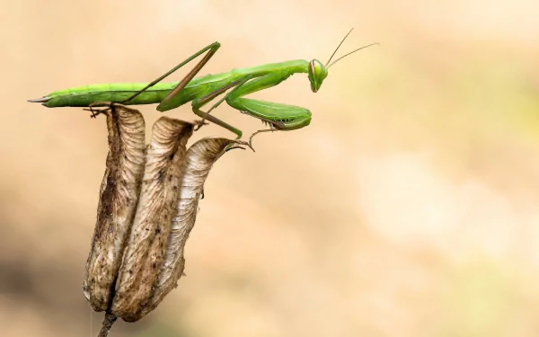 macro insect Animal praying mantis HD Desktop Wallpaper | Background Image