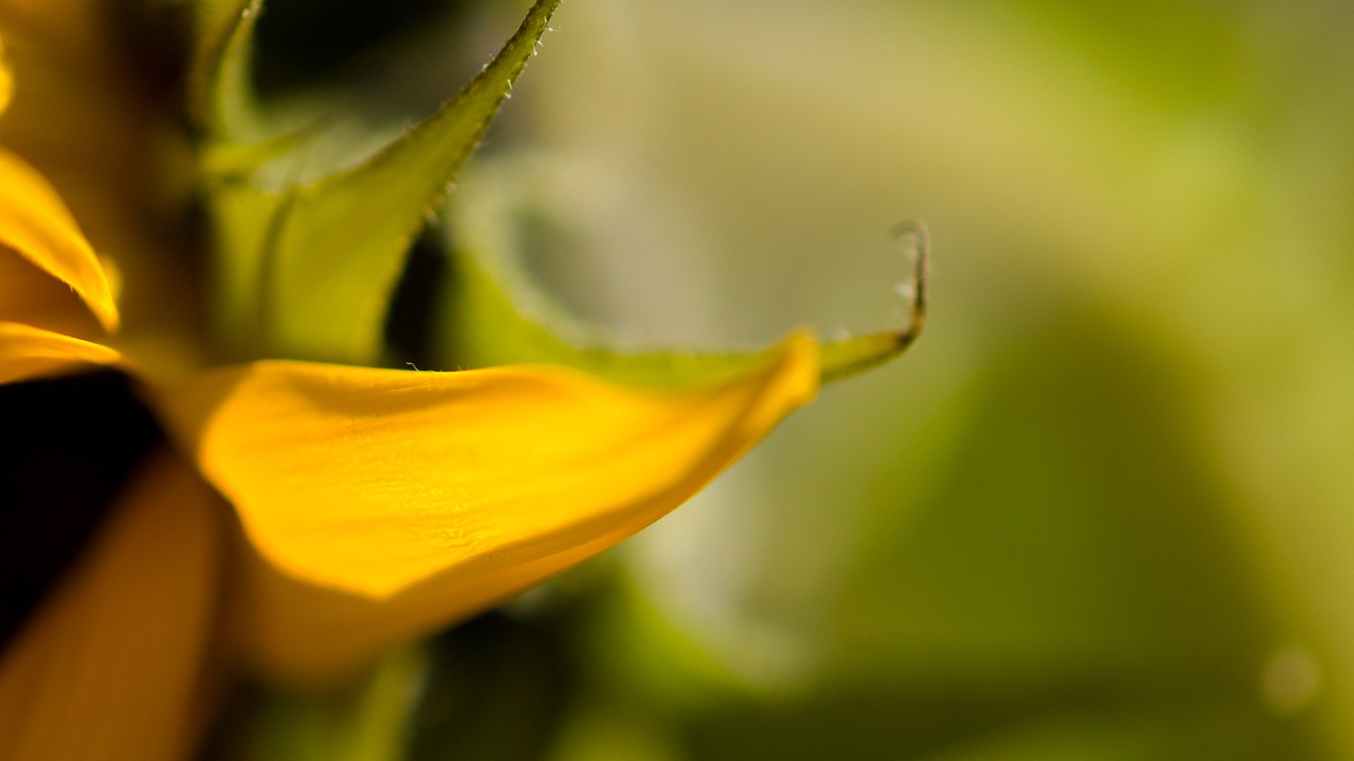 HD PC desktop wallpaper showing a macro yellow flower petal against a soft green bokeh background, nature-themed.