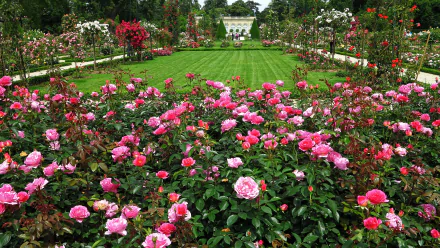 HD desktop wallpaper featuring a vibrant pink rose bush in an English garden, with manicured lawns and more blooming flowers in the background.