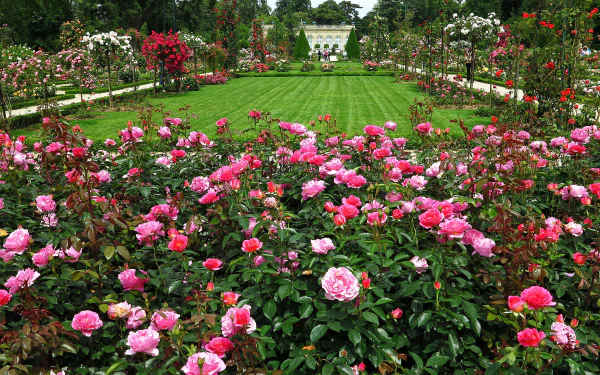 HD desktop wallpaper featuring a vibrant pink rose bush in an English garden, with manicured lawns and more blooming flowers in the background.