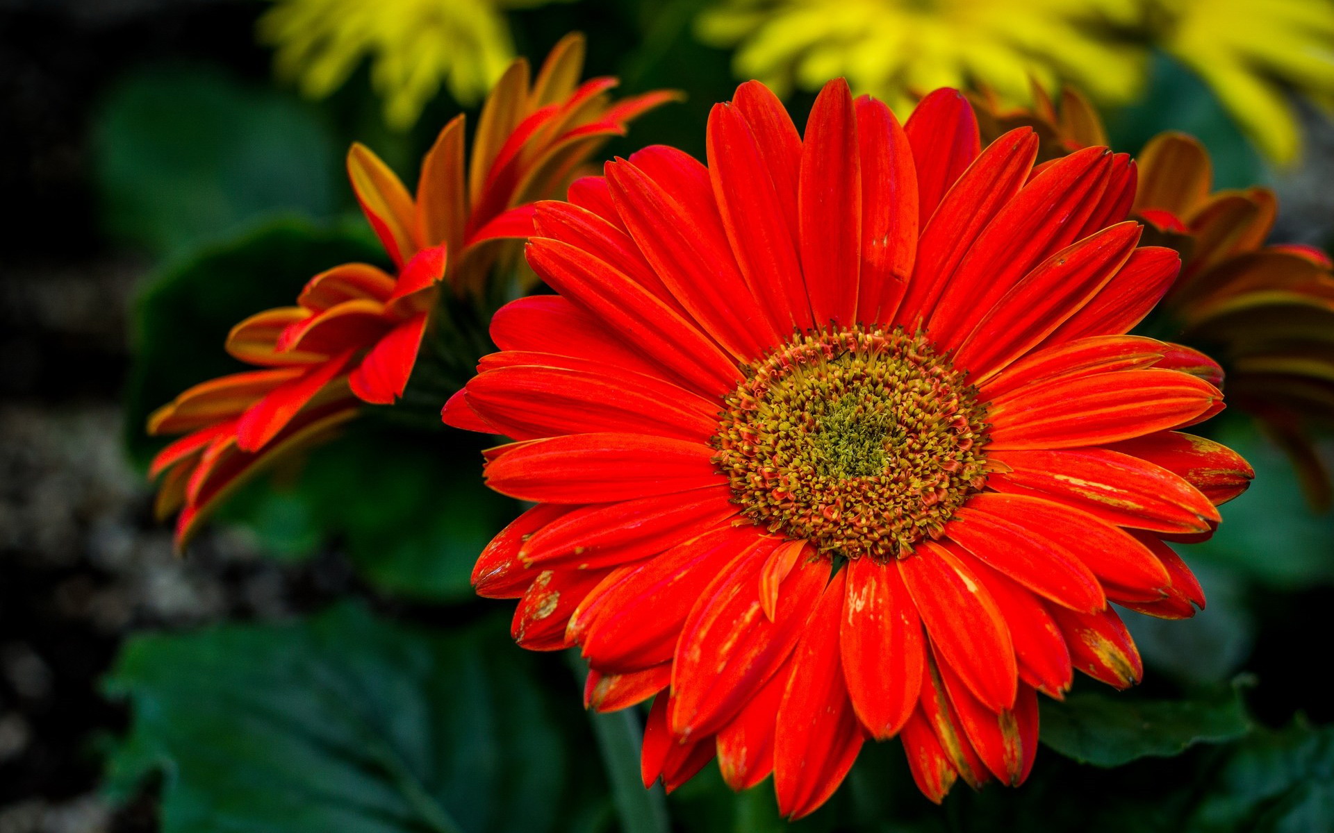 Orange Gerbera