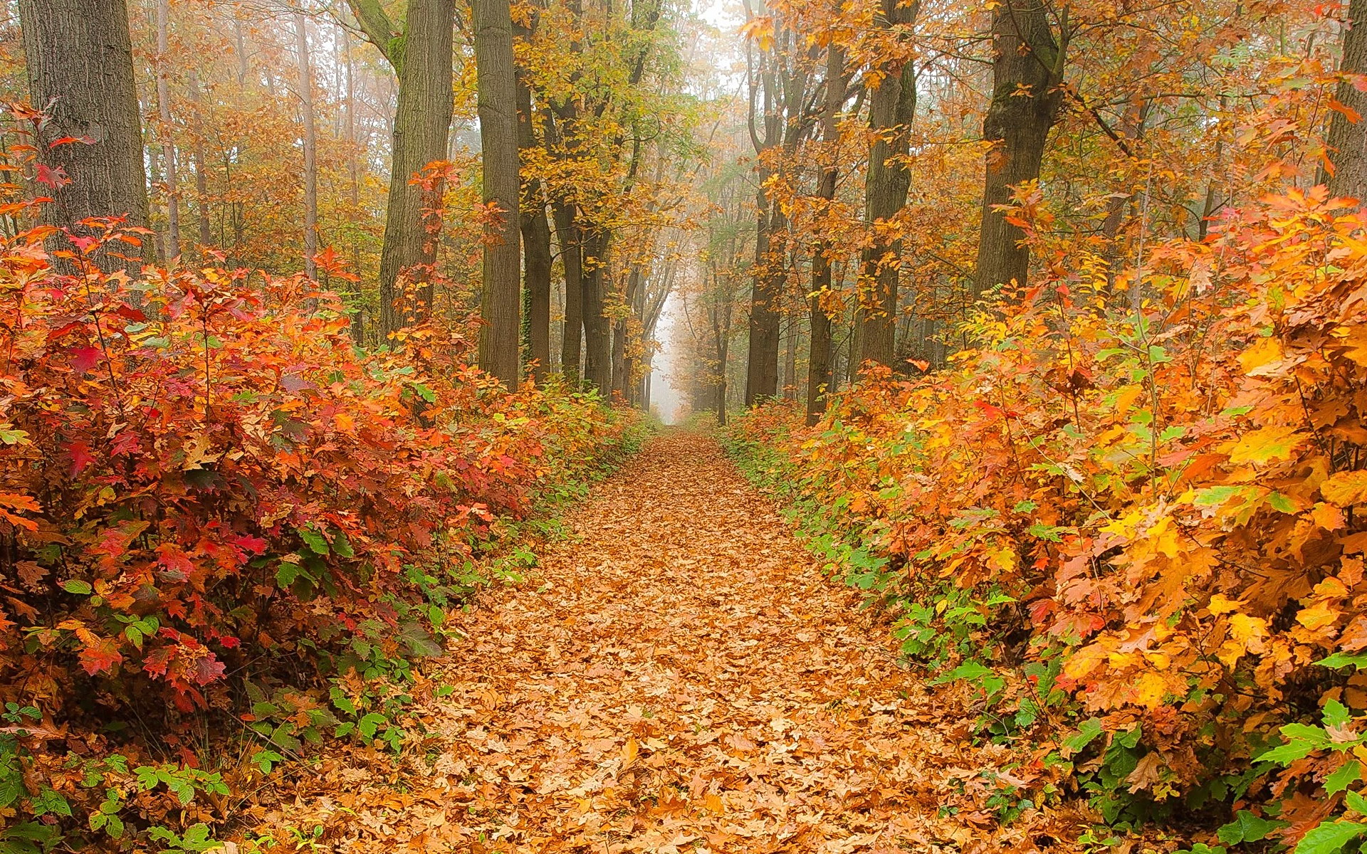 Path In Misty Autumn Forest Hd Wallpaper Background Image 1920x1200