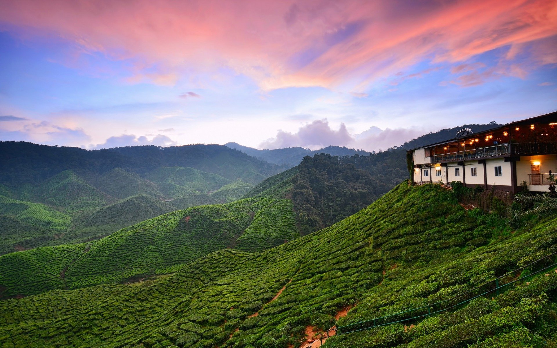 A vibrant HD desktop wallpaper of a green tea plantation nestled in forested mountain landscape under a colorful sunset sky, featuring a man-made building on the hillside.
