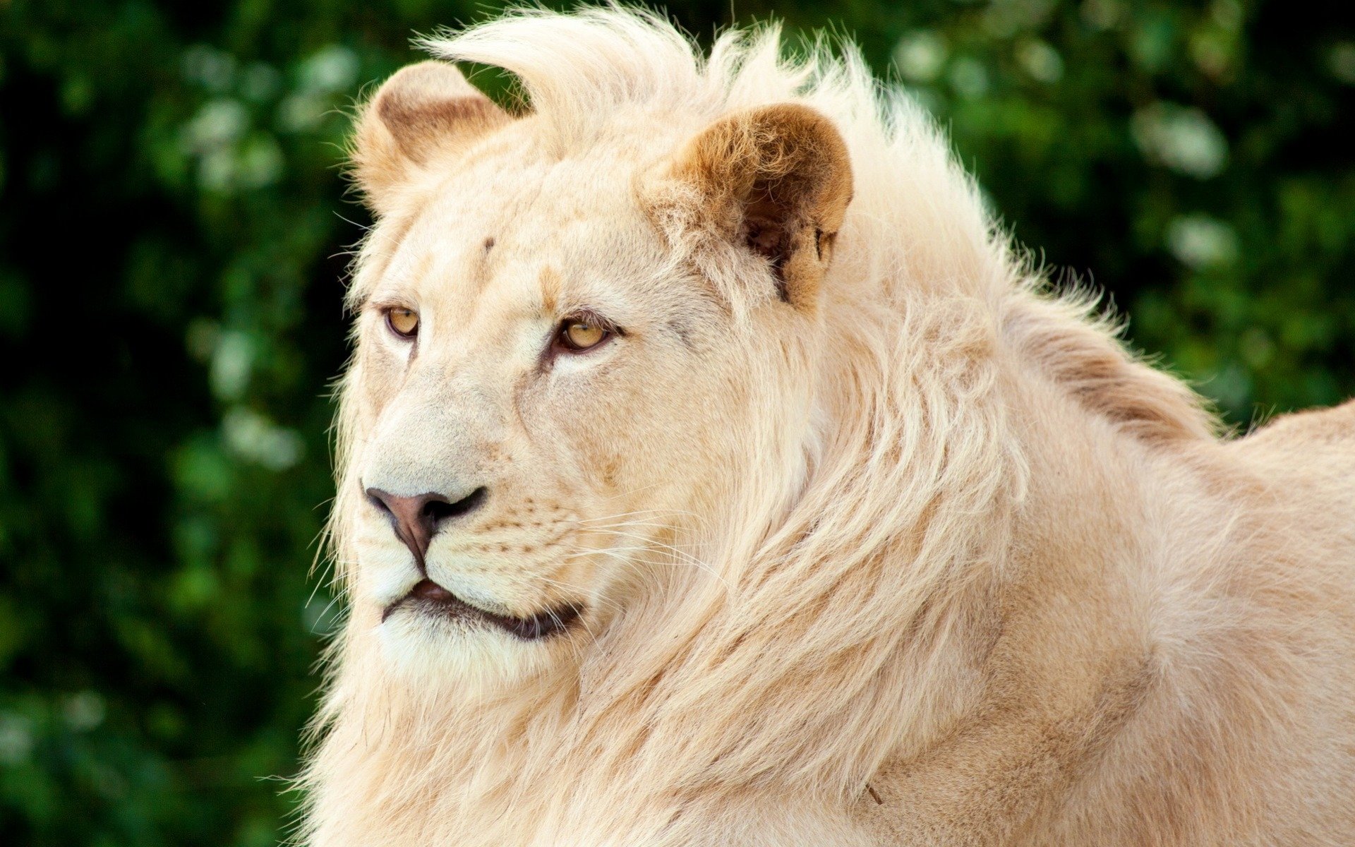 HD PC desktop wallpaper featuring a majestic white lion with a lush mane against a blurred green natural background.