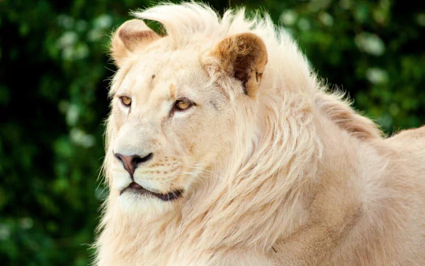 Animal white lion HD Desktop Wallpaper | Background Image