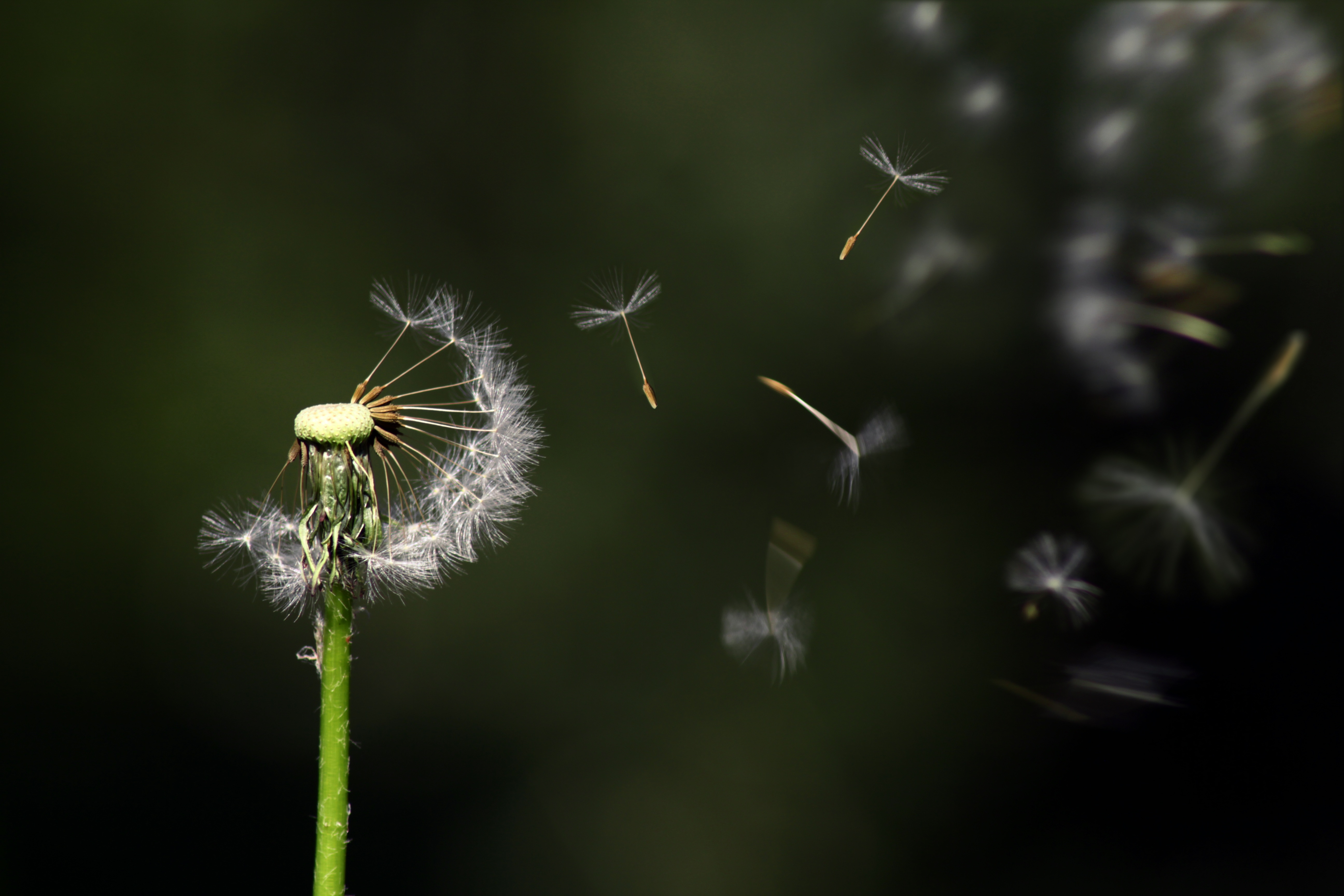 Download Nature Macro Dandelion 4k Ultra HD Wallpaper