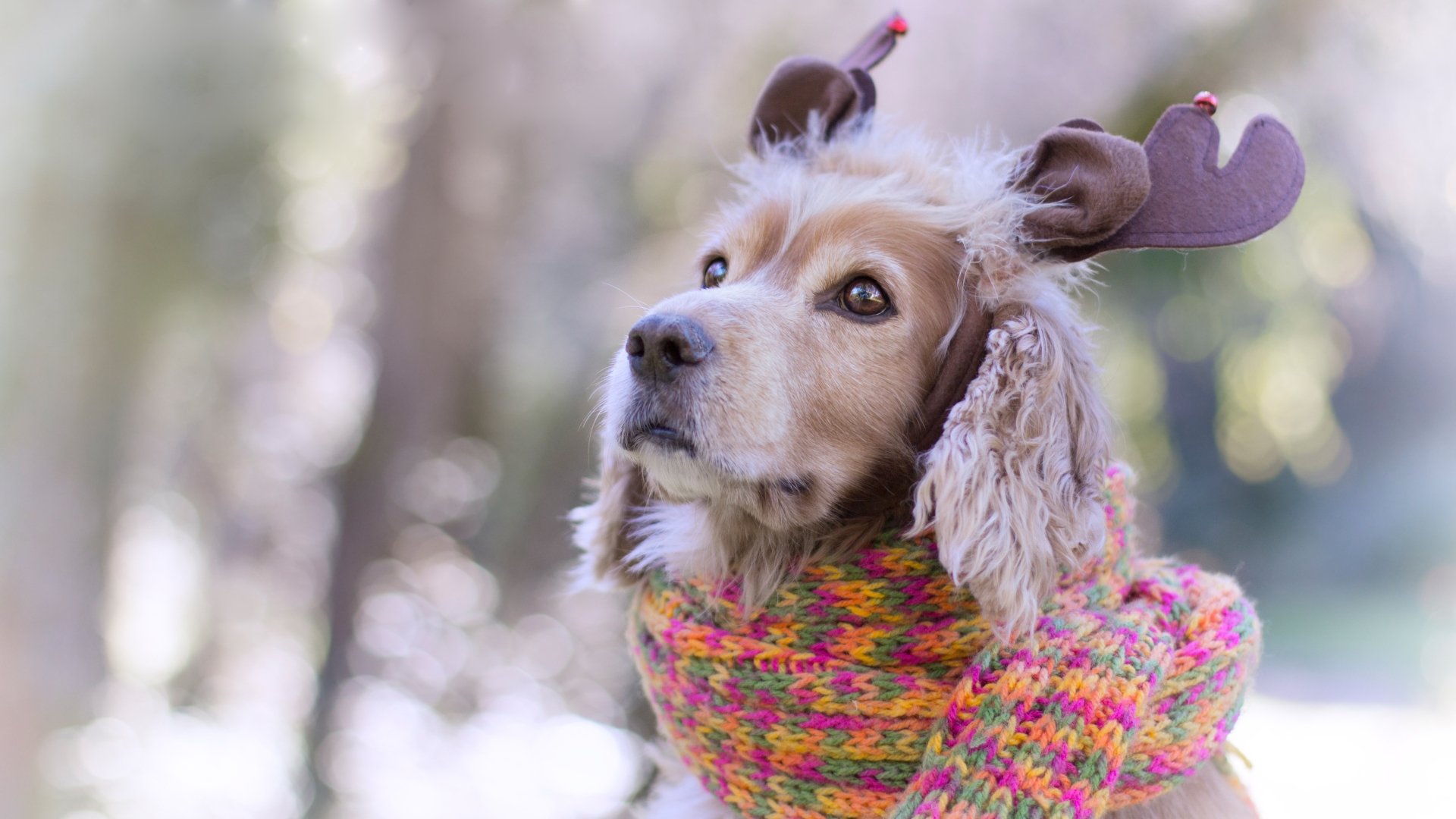 Download Bokeh Muzzle Scarf Dog Animal Spaniel 4k Ultra HD Wallpaper